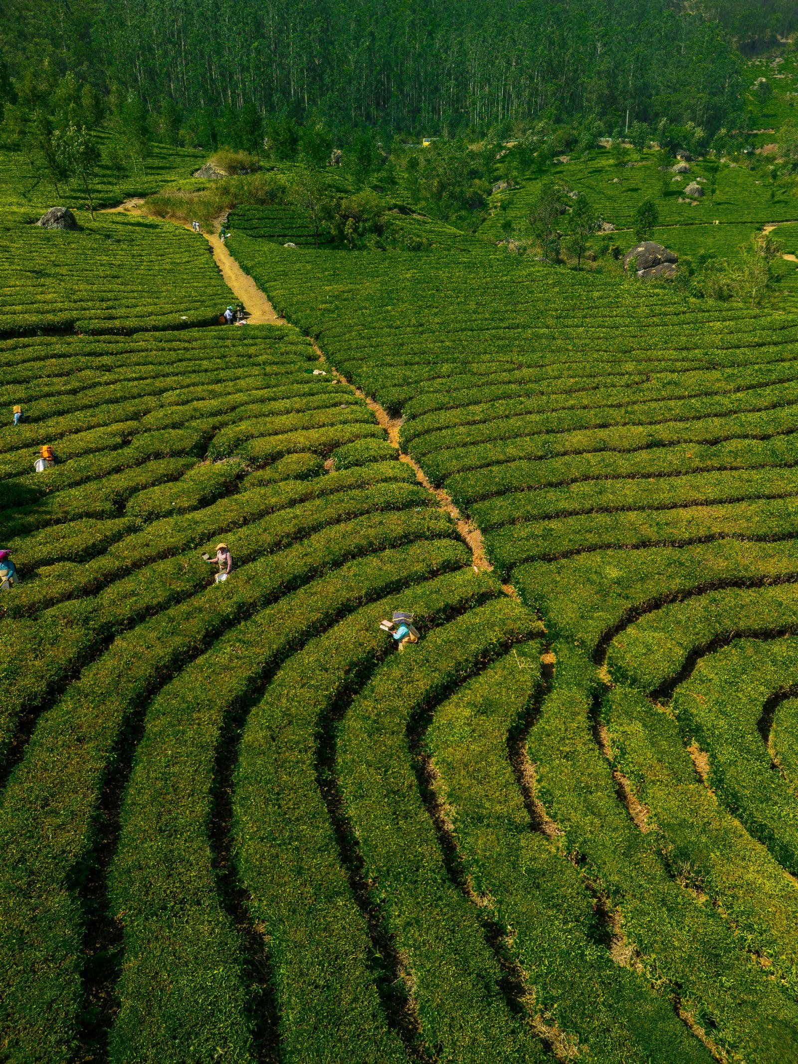 Tea plantations in the Tamil Nadu hills